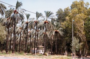 Palmeral de Ayelet © Joaquim Pisa